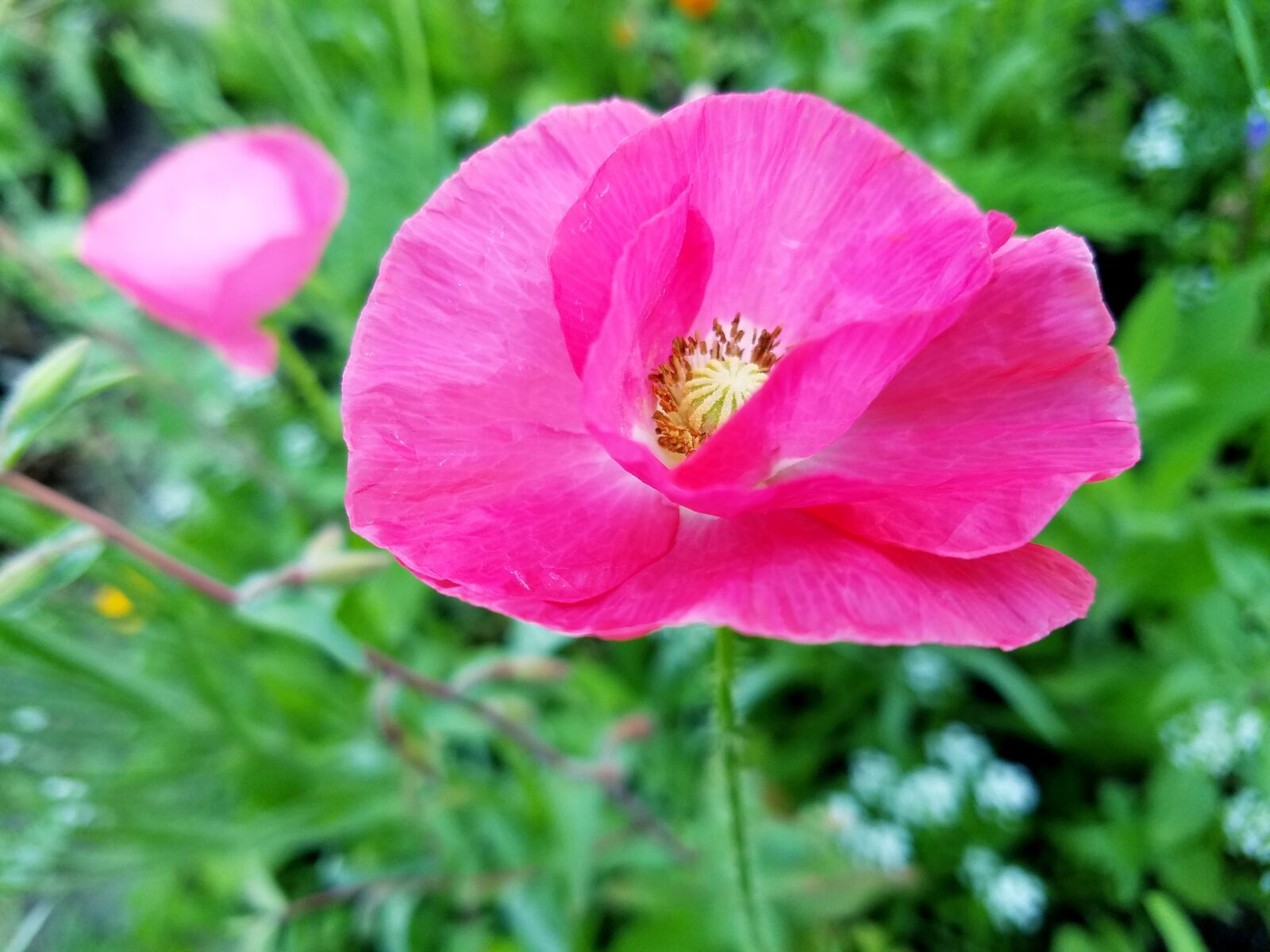 Samsung Galaxy S7 sample photo. Flower, nature, flora photography