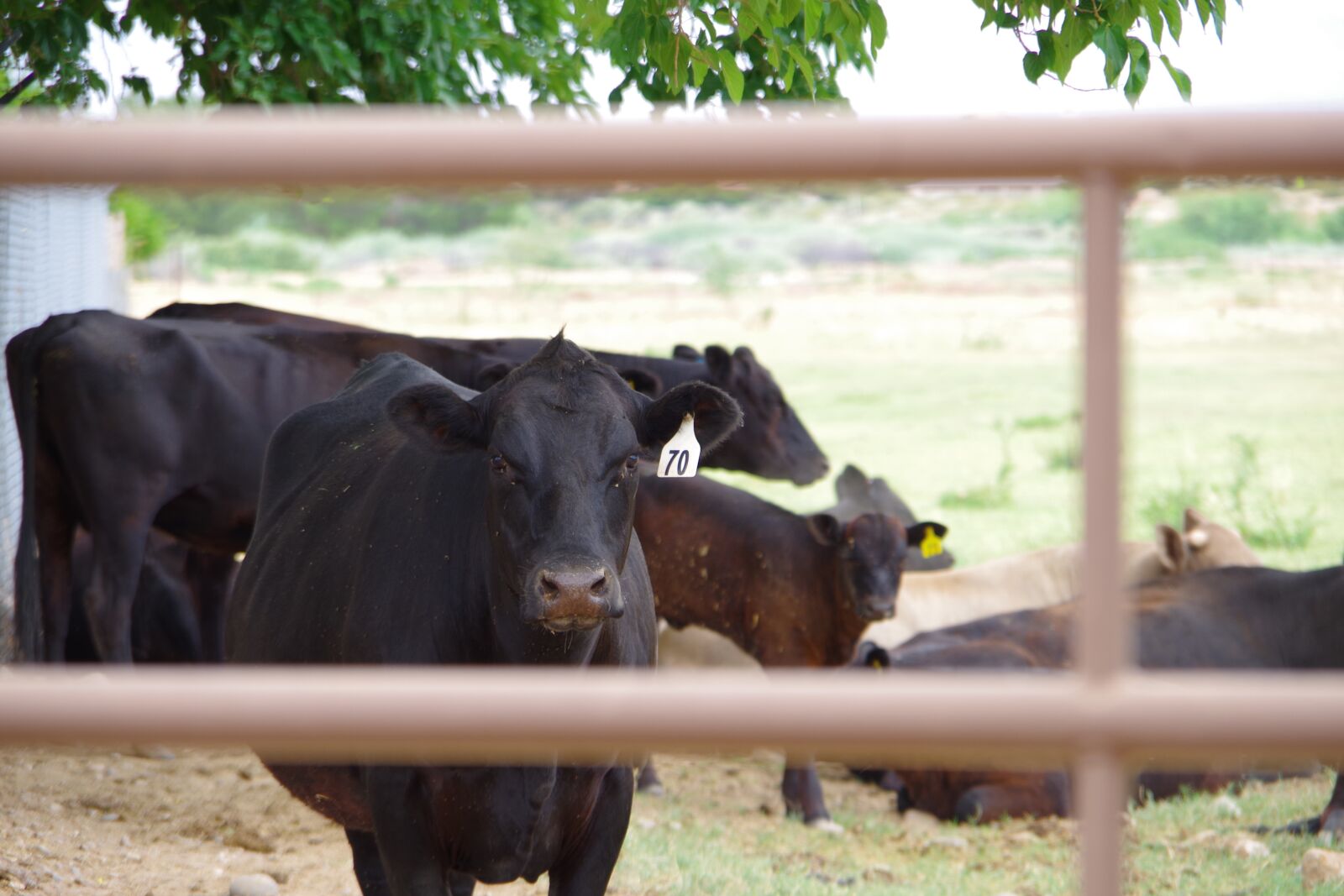 Pentax K-S2 sample photo. Cow, bovine, stare photography