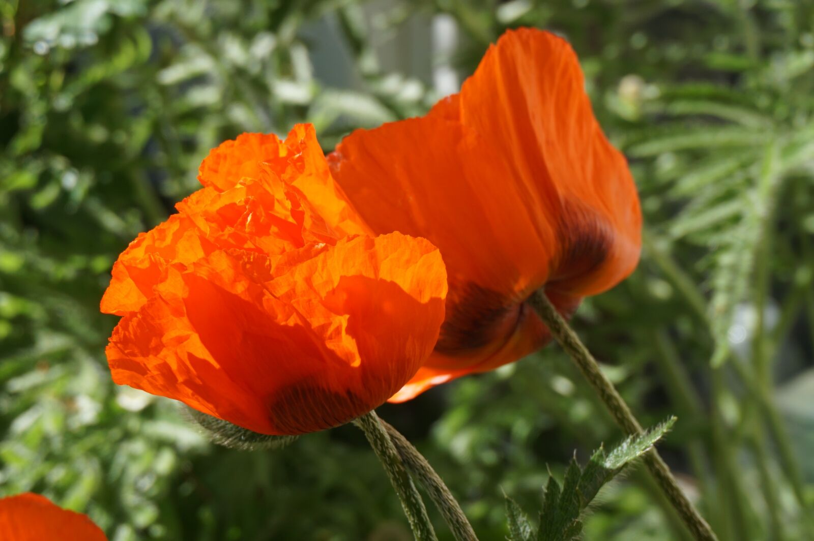 Sony a6000 sample photo. Poppy, garden, red photography