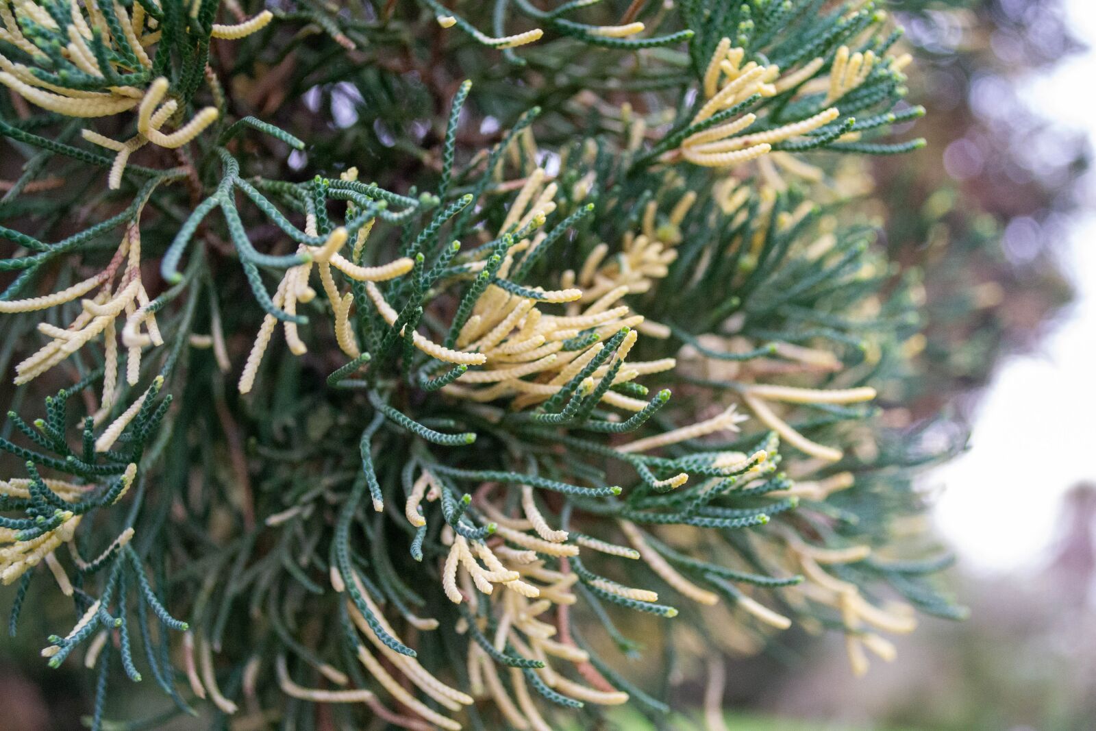 Nikon D3100 sample photo. Needles, tree, green photography
