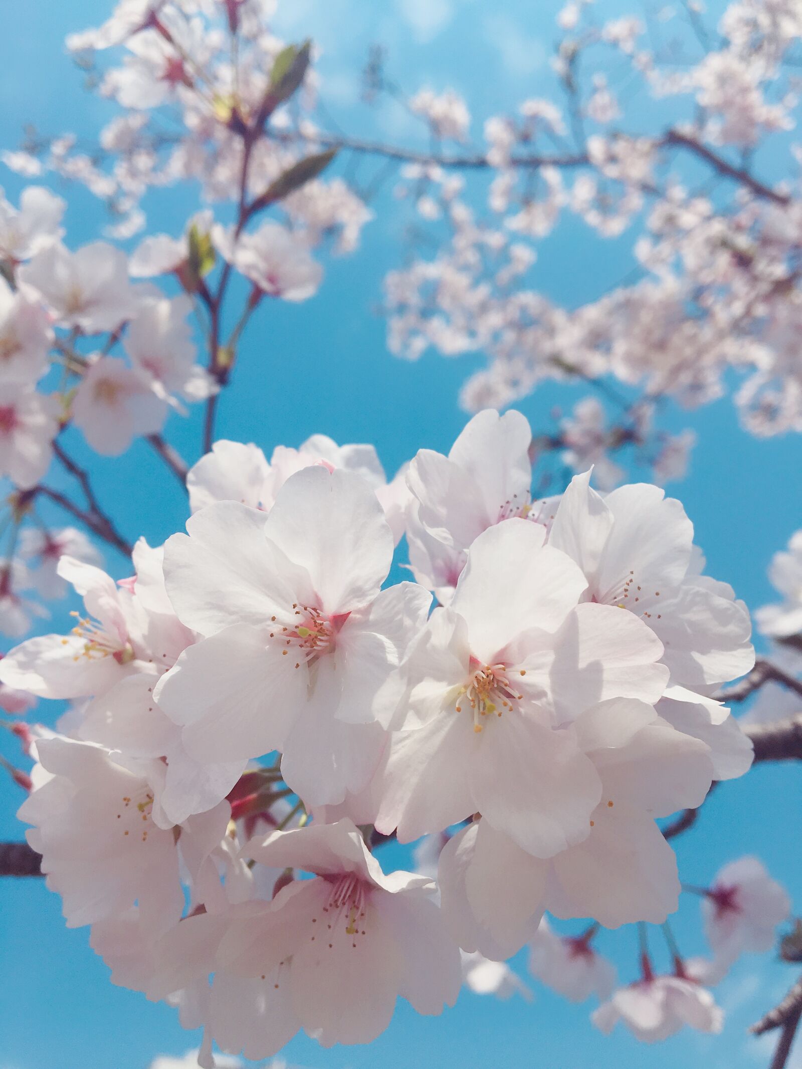 Apple iPhone 6s sample photo. Spring, cherry blossom, blue photography