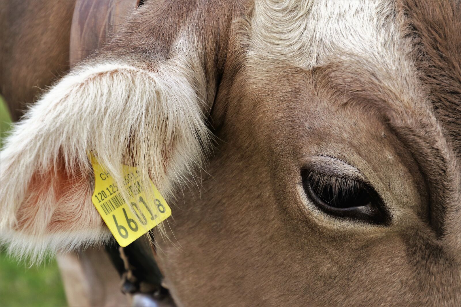 Canon EOS 80D sample photo. Eye, cow, cows photography