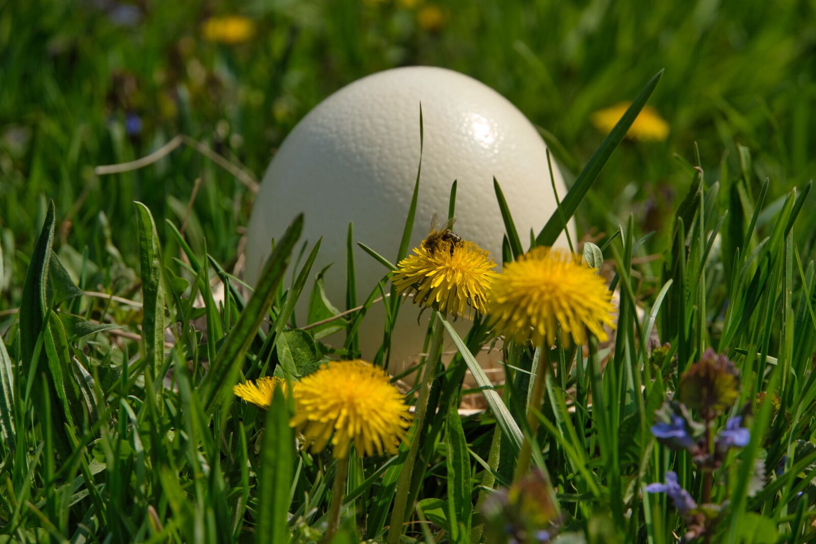 Sony a6400 sample photo. Meadow, easter eggs, ostrich photography