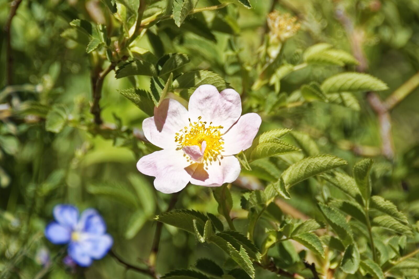 Nikon D500 sample photo. Flower, blossom, bloom photography