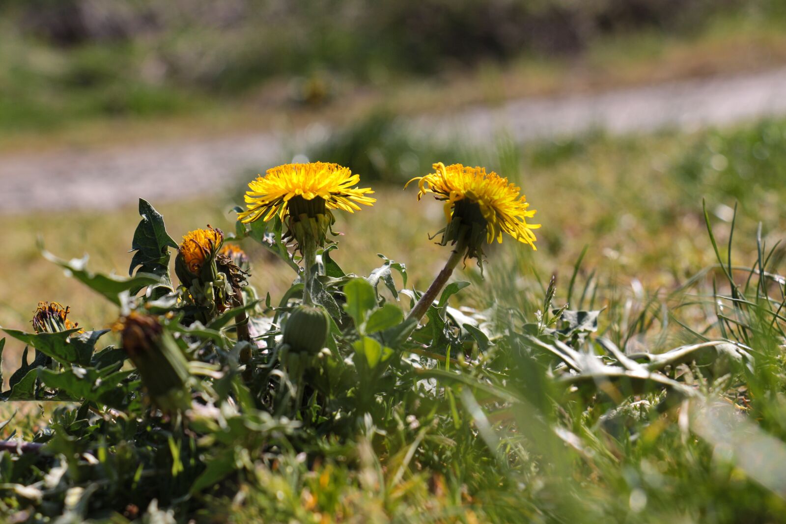 Canon EOS 700D (EOS Rebel T5i / EOS Kiss X7i) sample photo. Nature, plant, flower photography