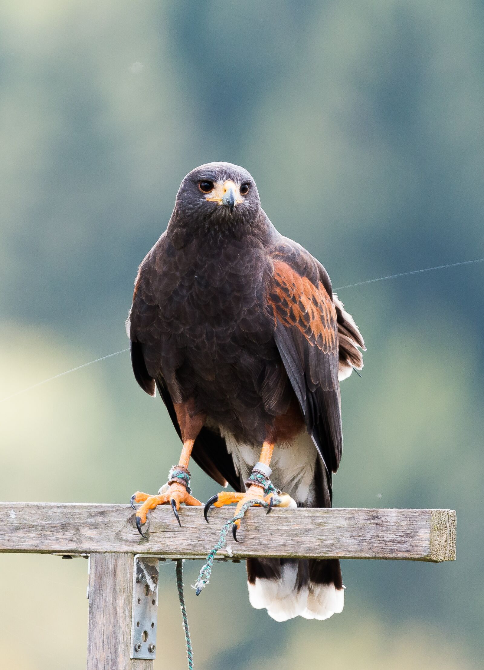150-600mm F5-6.3 DG OS HSM | Contemporary 015 sample photo. Harris hawk, raptor, falconry photography
