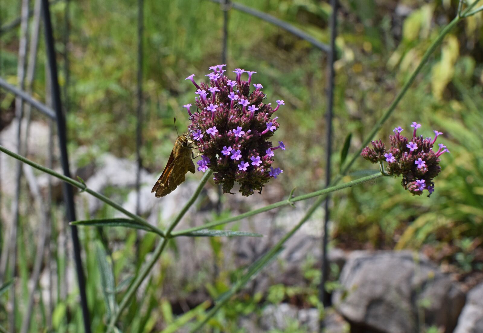 Nikon D3300 sample photo. Skipper on verbena bonariensis photography