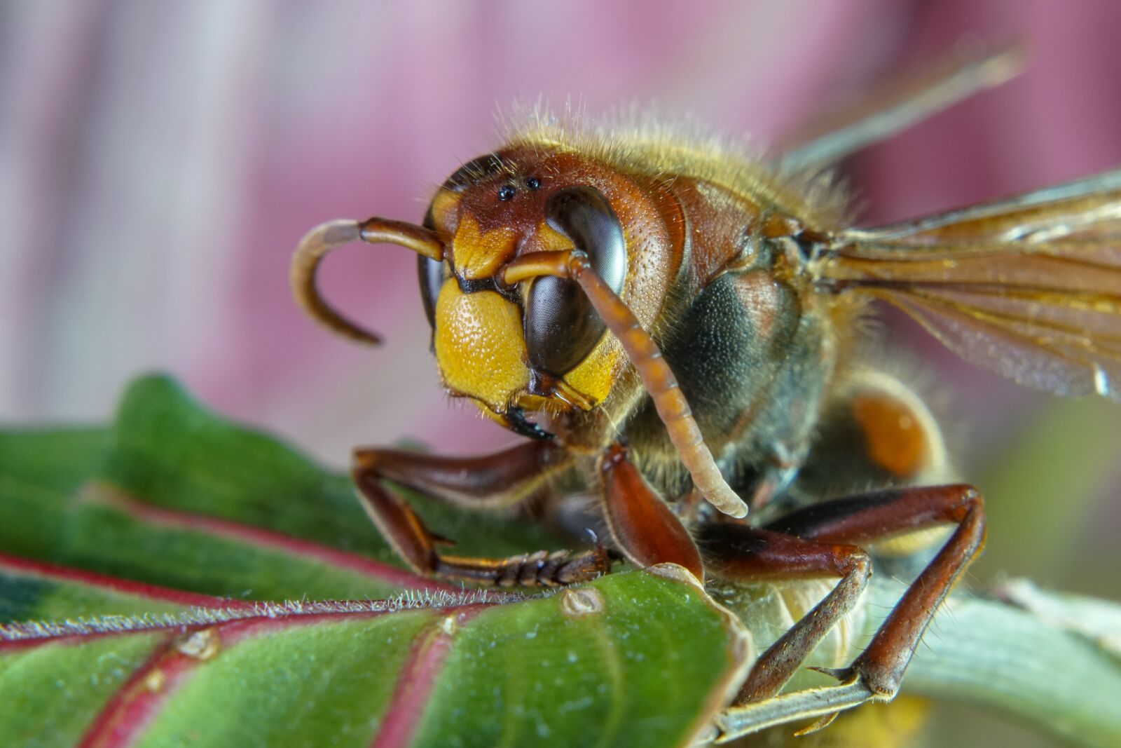 Sony a6300 + Sony FE 50mm F1.8 sample photo. Macro photo, macro, macro photography