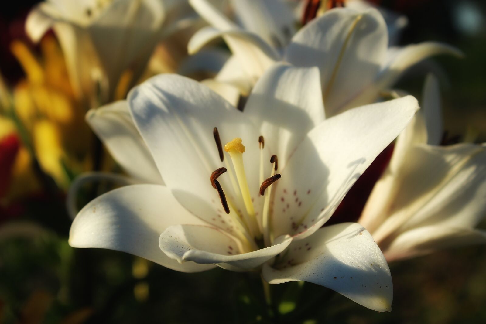 Canon EOS 1300D (EOS Rebel T6 / EOS Kiss X80) sample photo. Lily, white, noble photography