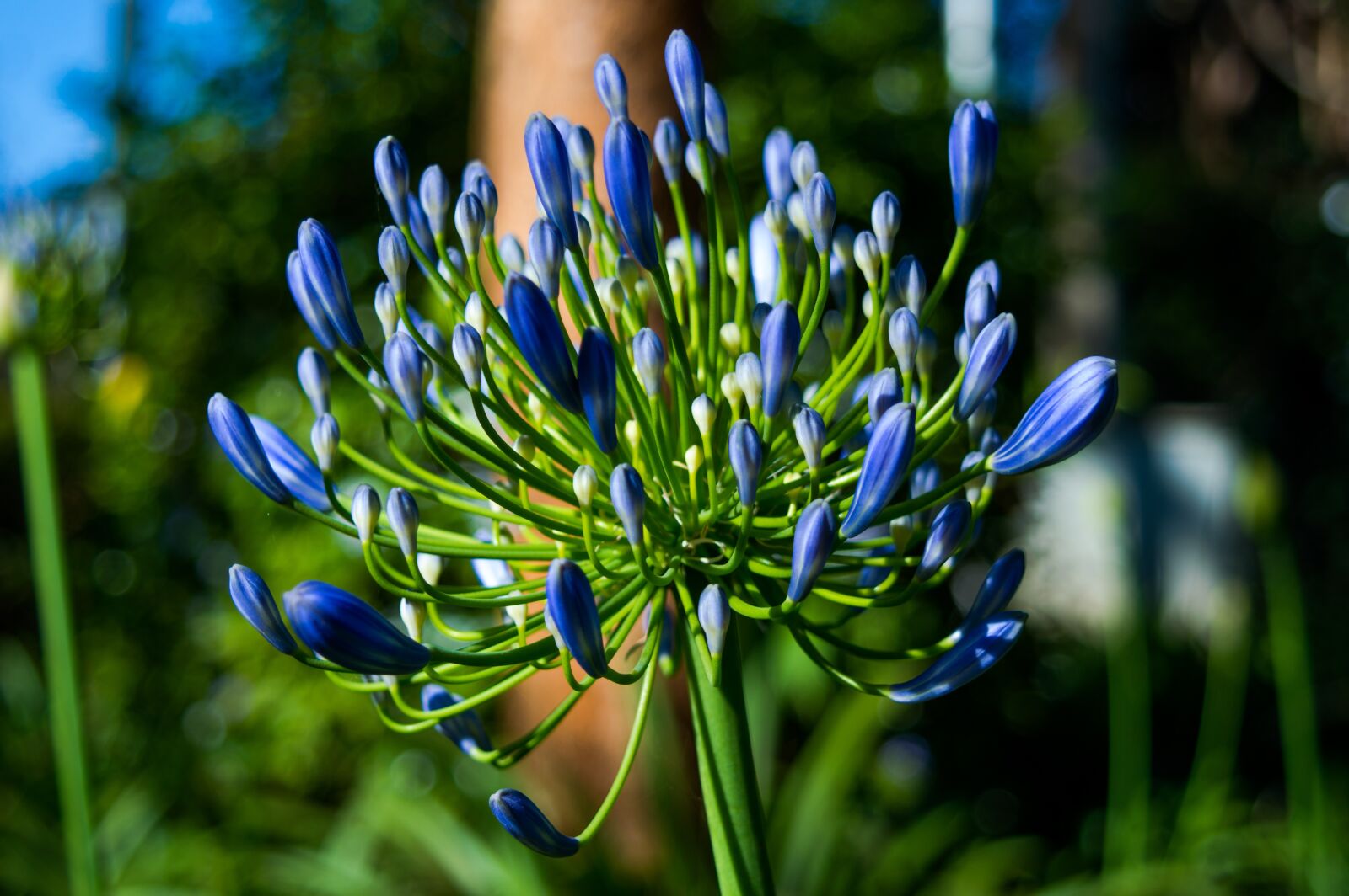 Nikon D3200 sample photo. Vegetation, green, nature photography