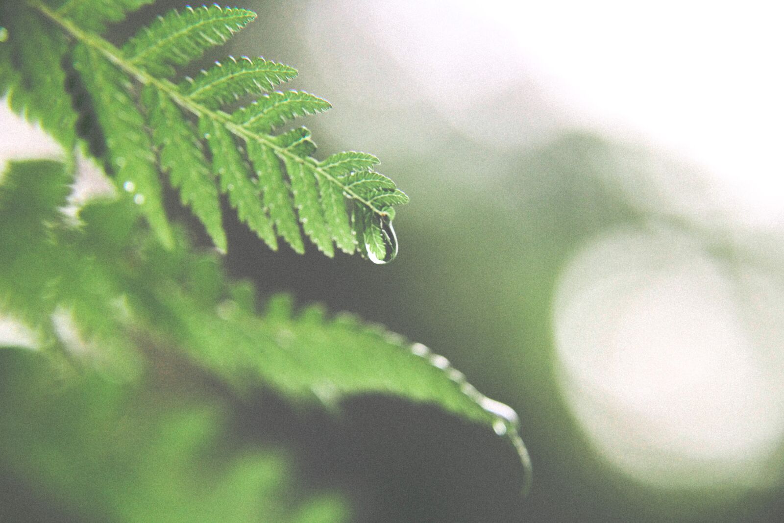 Canon EOS 60D sample photo. Green, leaf, fresh photography