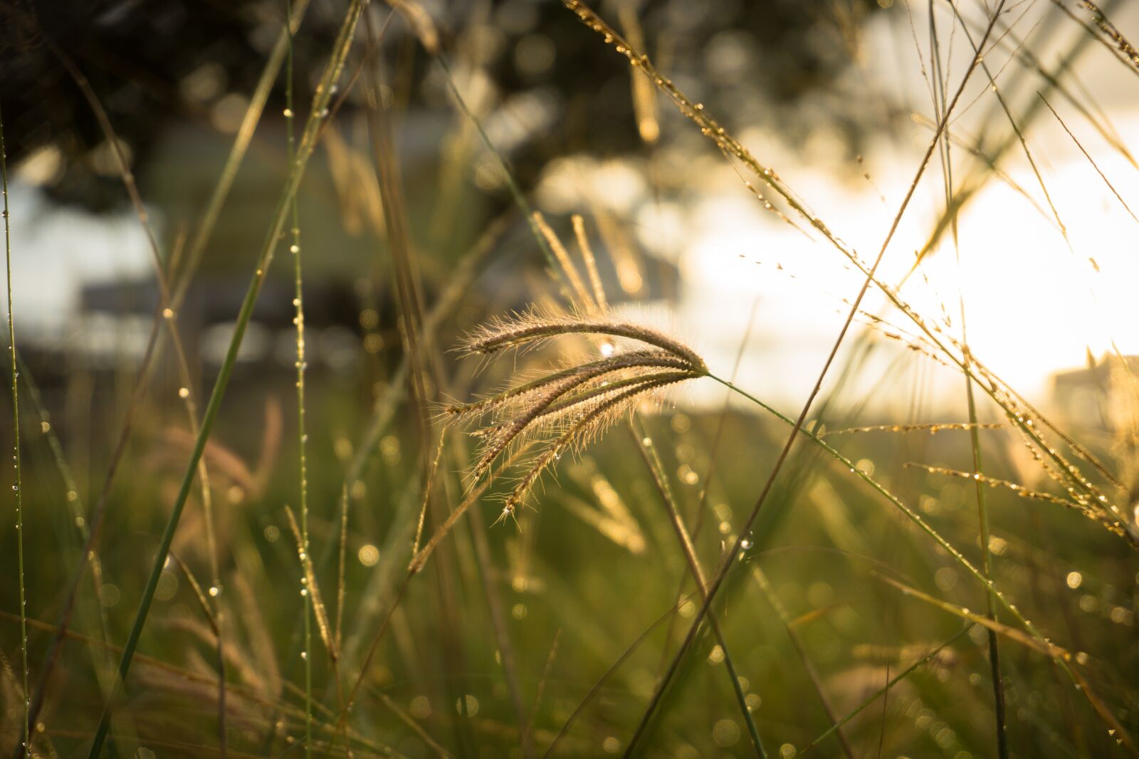 Sony a6000 sample photo. Thatch, grass, fress photography