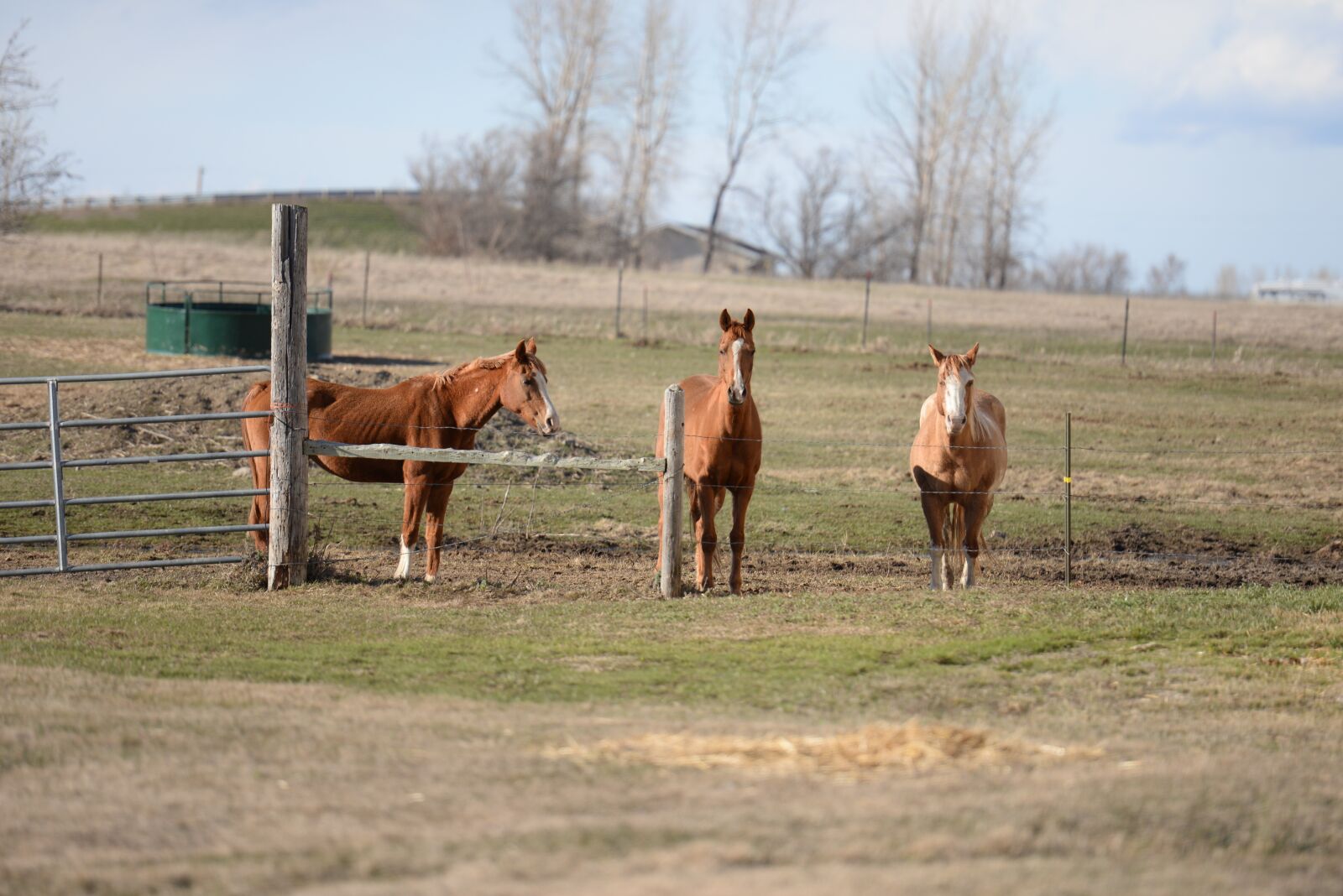 Nikon D610 sample photo. Stables, horse, farm photography