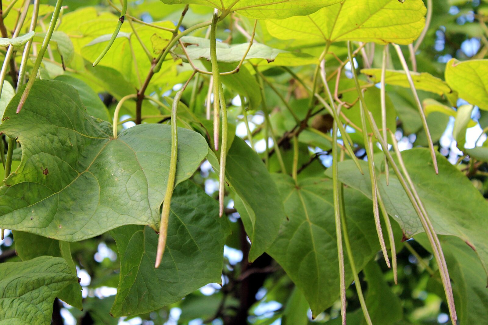 Canon EOS 1200D (EOS Rebel T5 / EOS Kiss X70 / EOS Hi) sample photo. Tree, foliage, katalpa photography