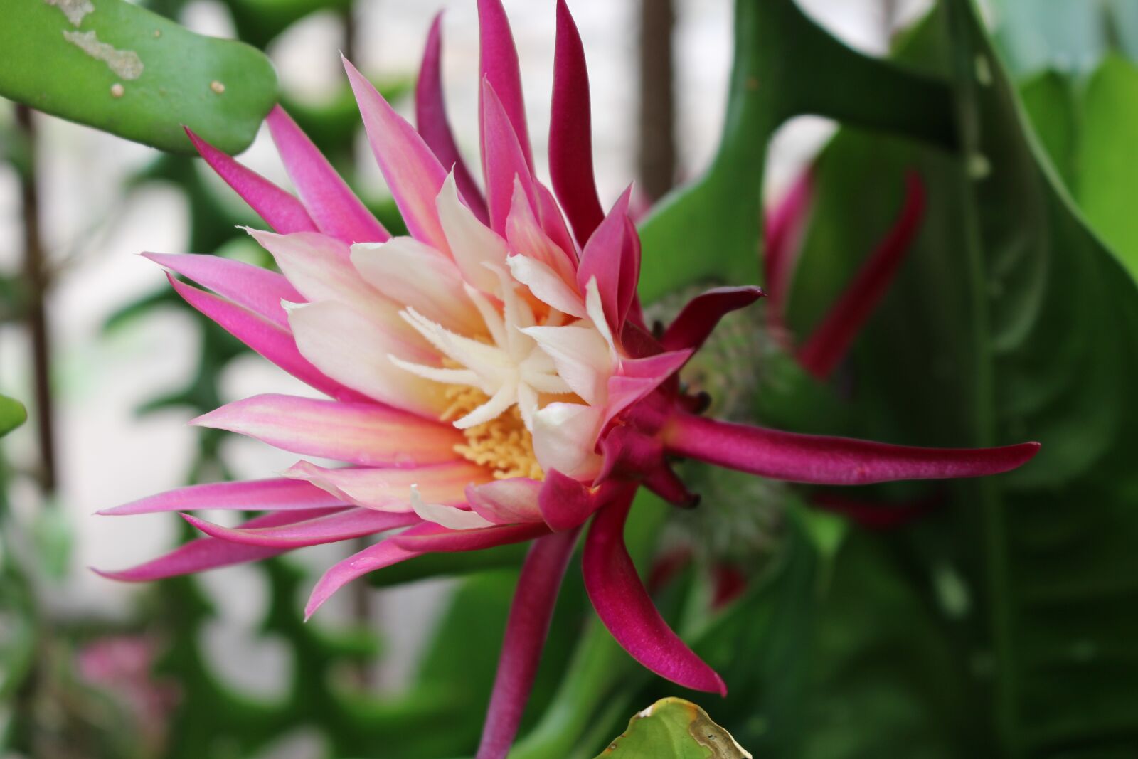 Canon EOS 700D (EOS Rebel T5i / EOS Kiss X7i) sample photo. Exotic flowers, plants, garden photography
