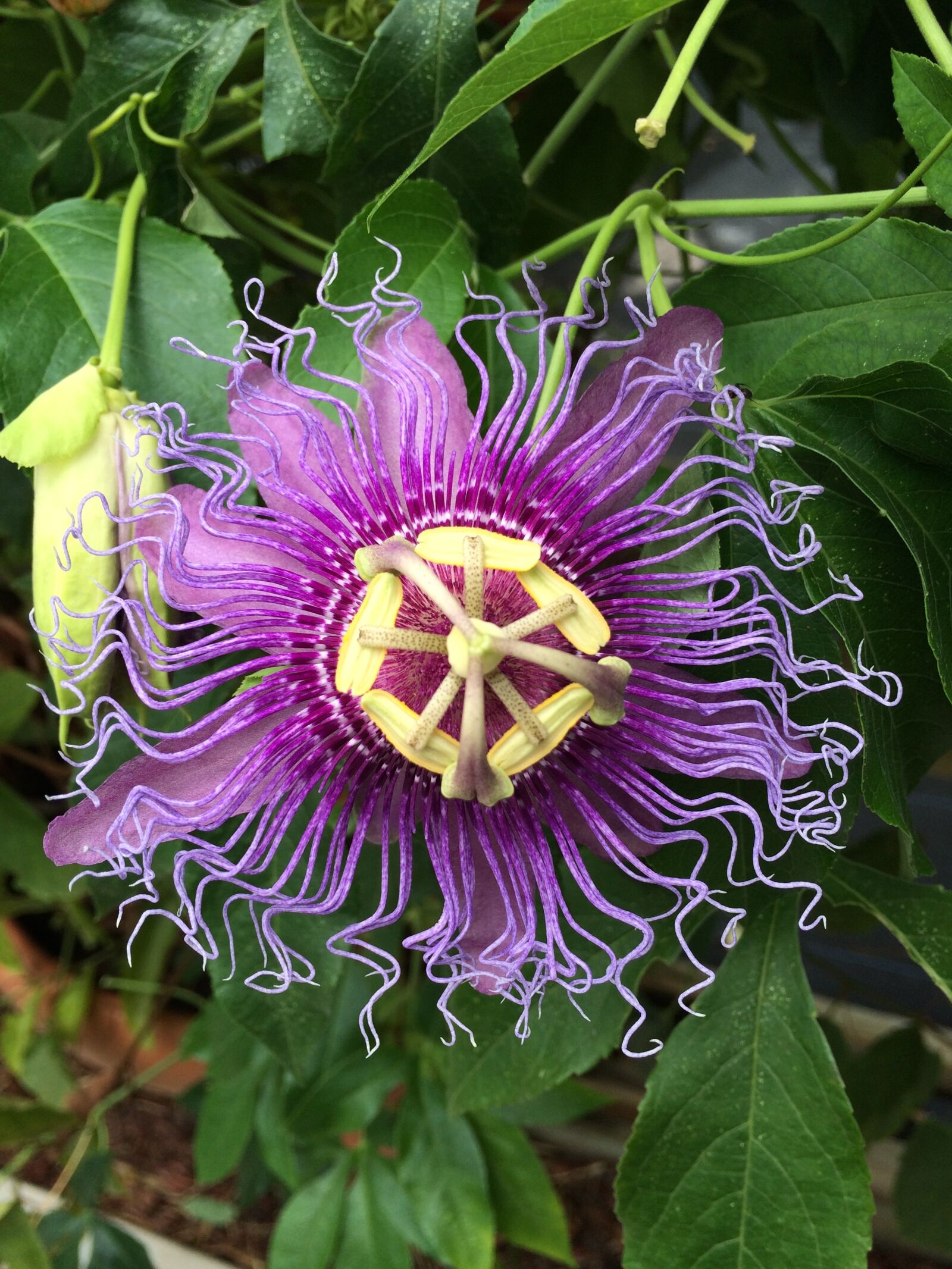 iPhone 5s back camera 4.15mm f/2.2 sample photo. Flower, purple, passiflora caerulea photography