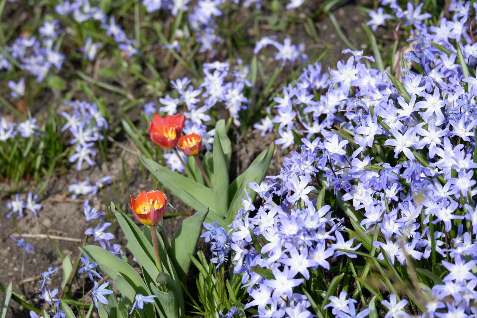 Fujifilm X-A5 sample photo. Nature, spring, garden photography