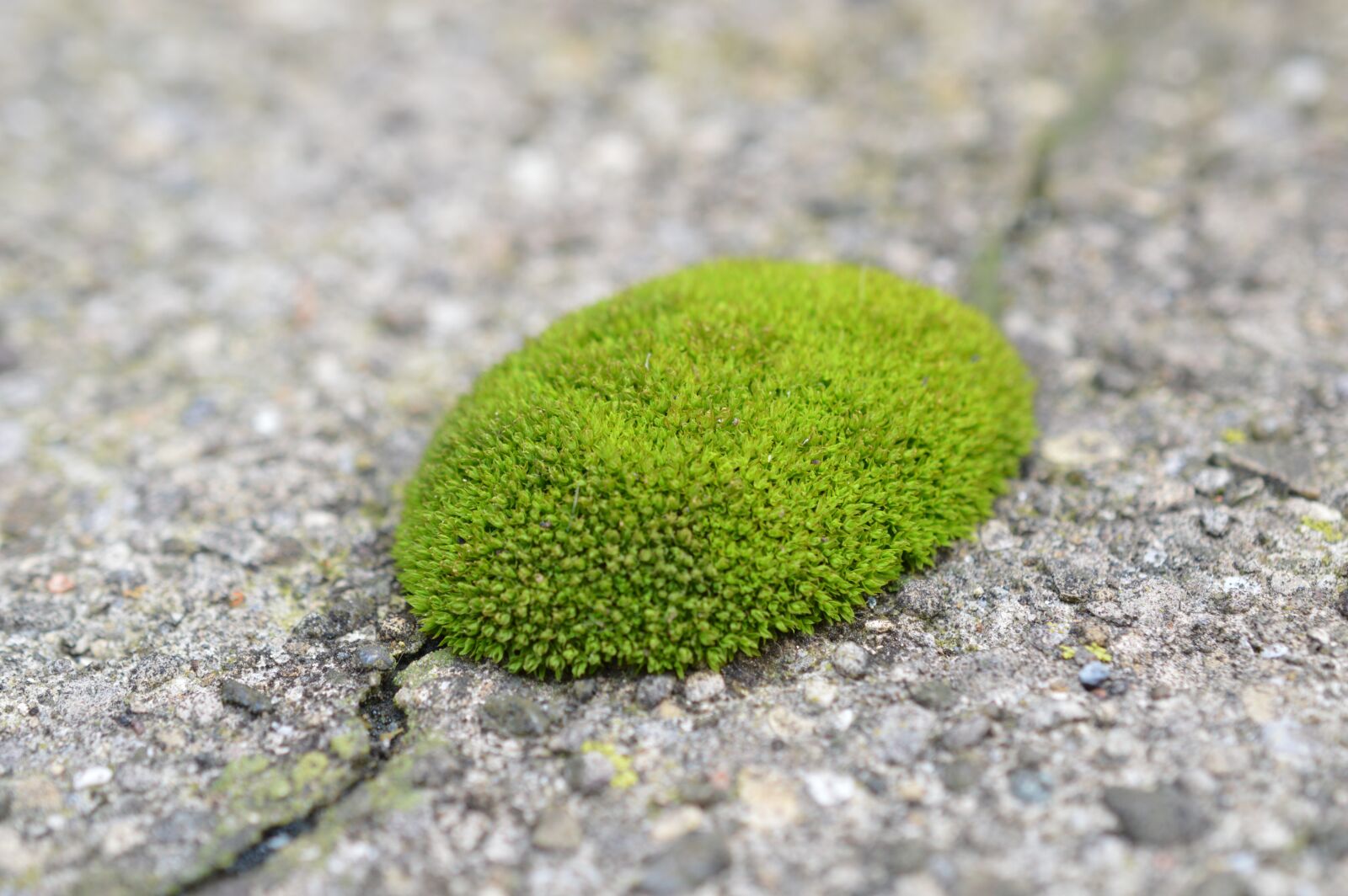 Nikon D3200 sample photo. Moss, texture, green photography