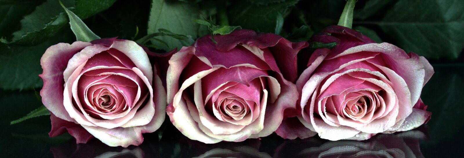 Nikon D7100 sample photo. Roses, flowers, rose flower photography
