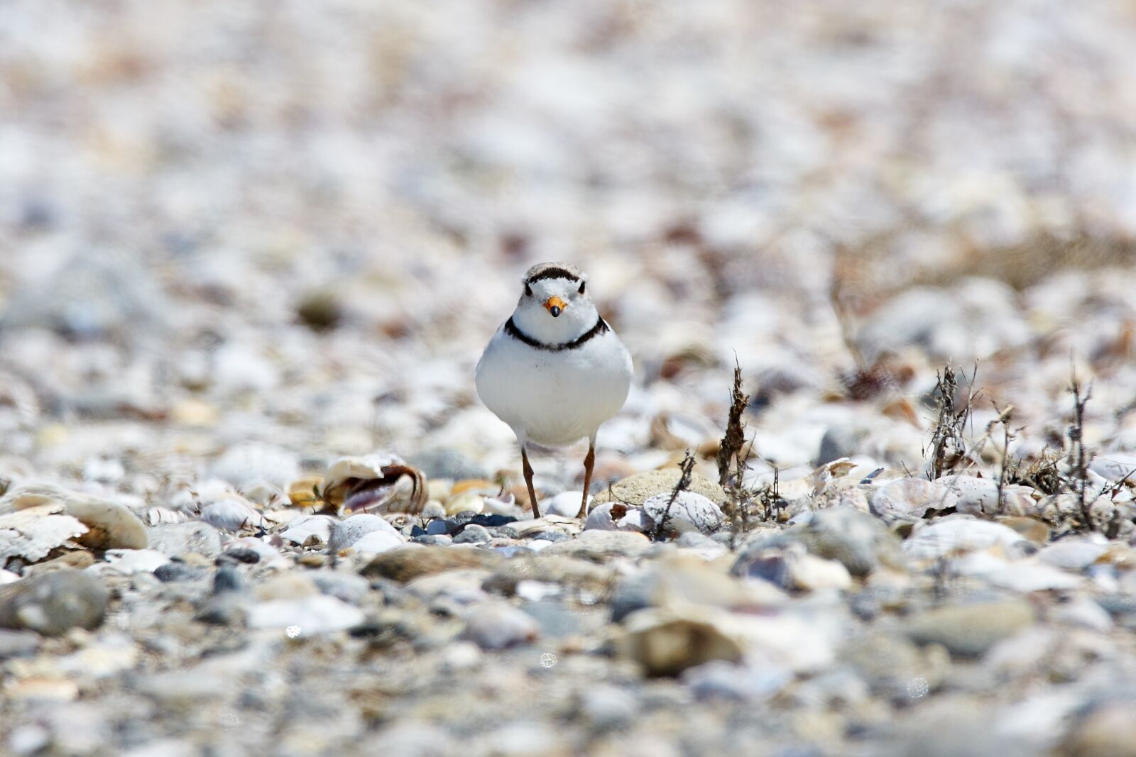 Sigma 150-600mm F5-6.3 DG OS HSM | C sample photo. Piping plover, endangered, beach photography