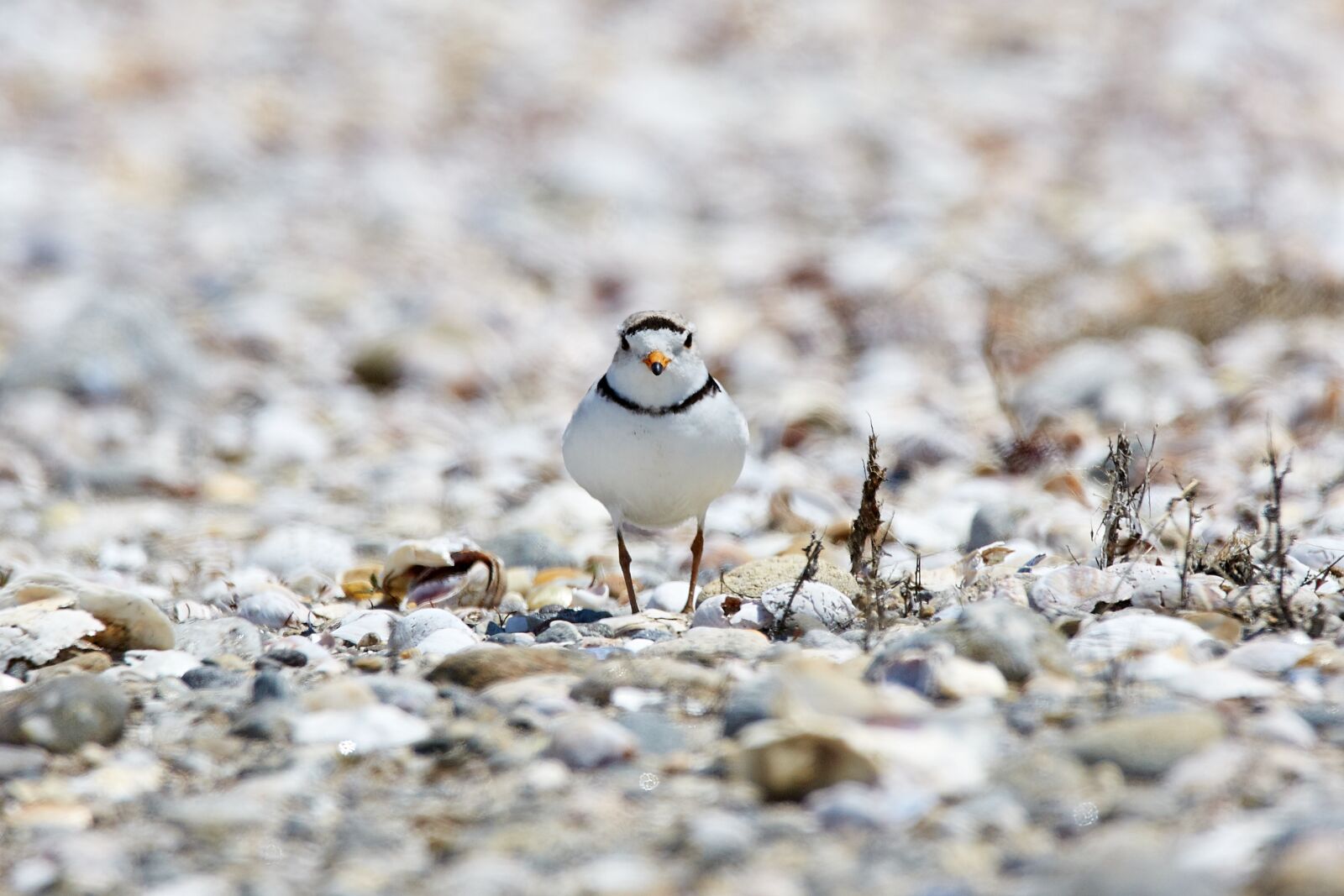 Canon EOS 5D Mark III sample photo. Piping plover, endangered, beach photography