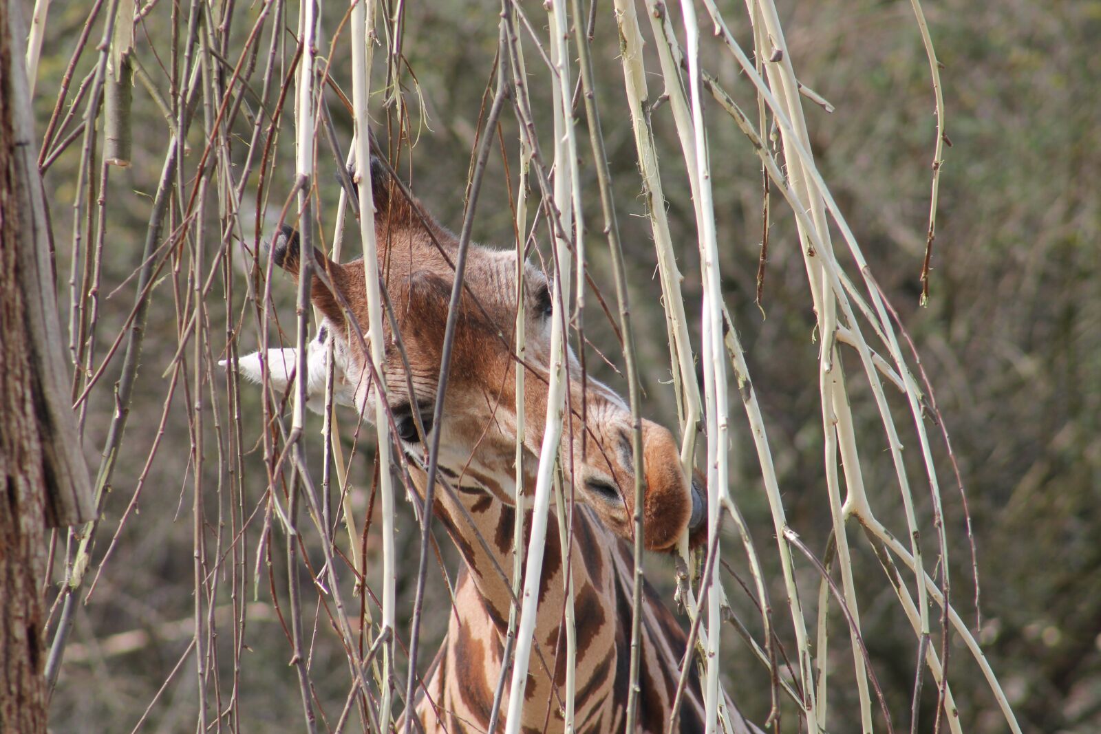 Canon EF75-300mm f/4-5.6 sample photo. Zoo, giraffe, food photography