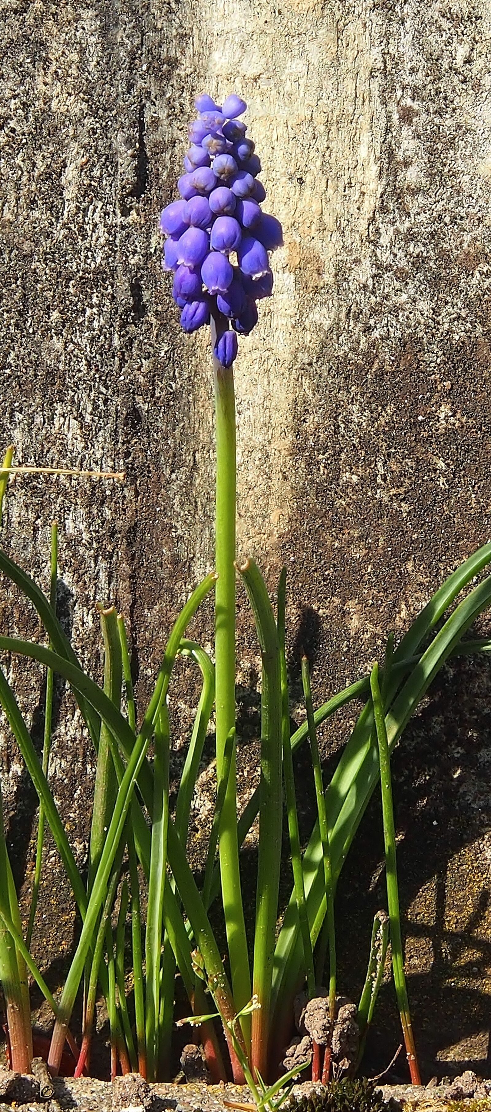 Olympus OM-D E-M5 sample photo. Grape flower, blue flowers photography