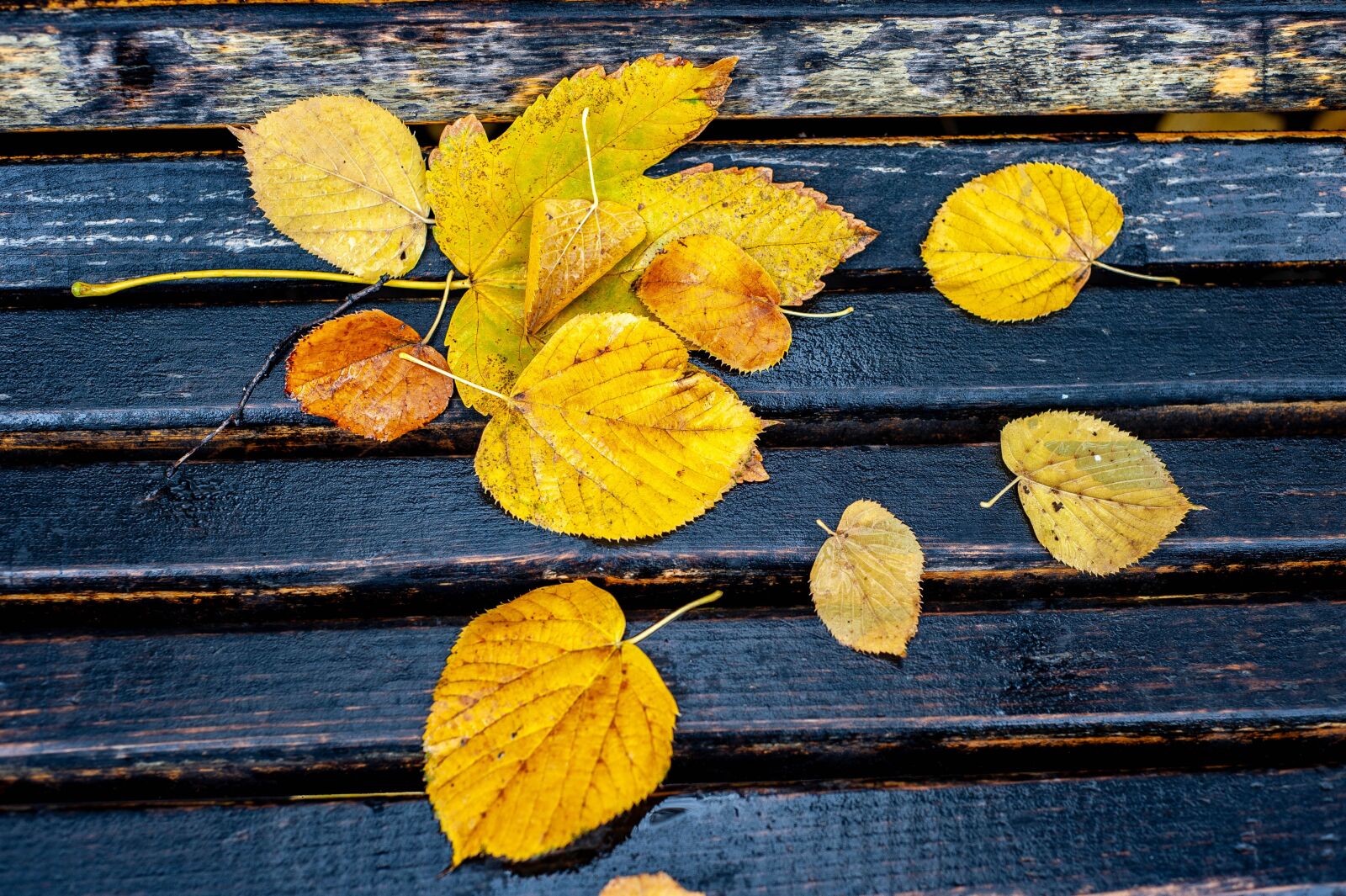 Nikon D700 sample photo. Autumn, autumn colors, autumn photography