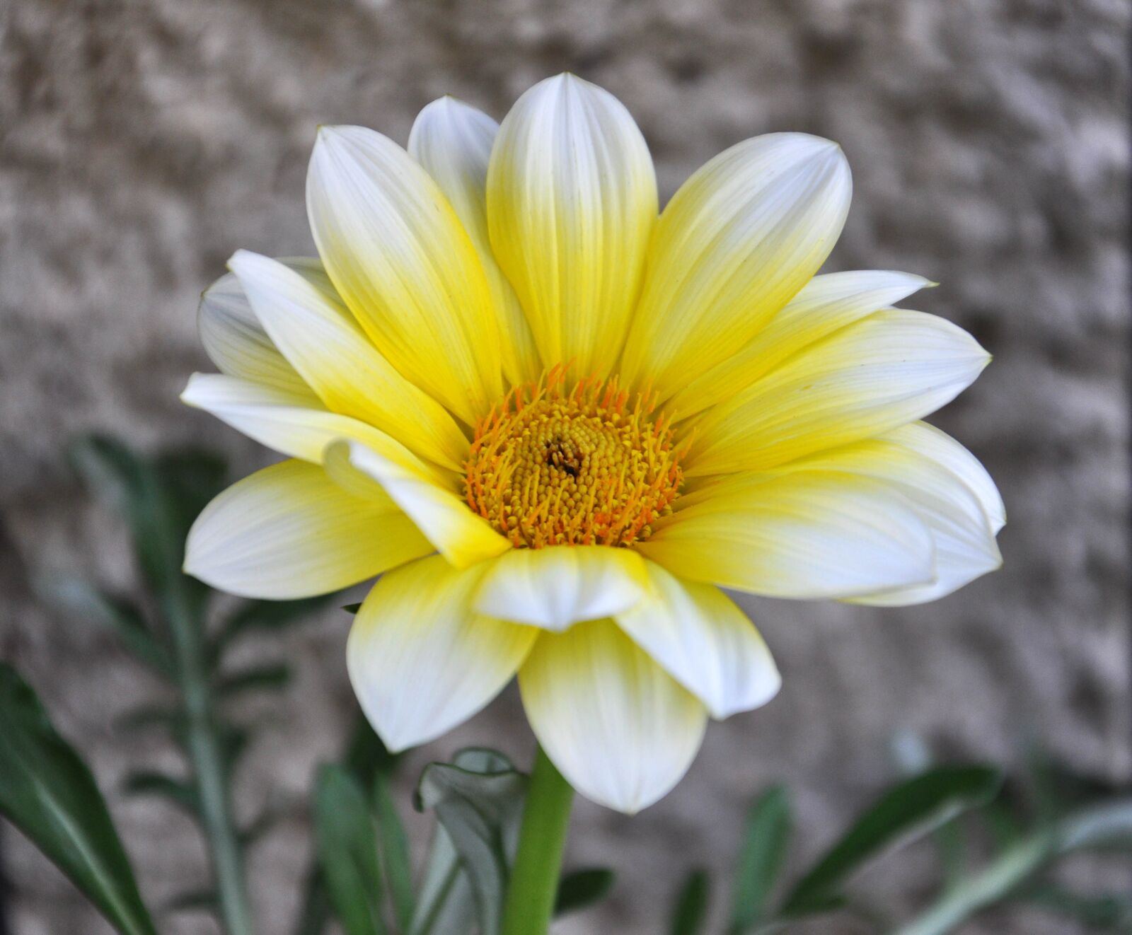 Nikon D90 sample photo. Plant, nature, flower photography
