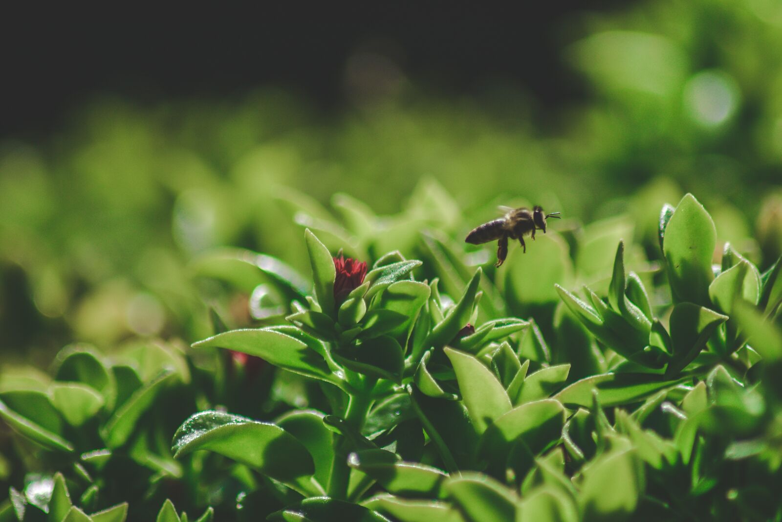 Nikon D3300 sample photo. Bee, green, nature photography