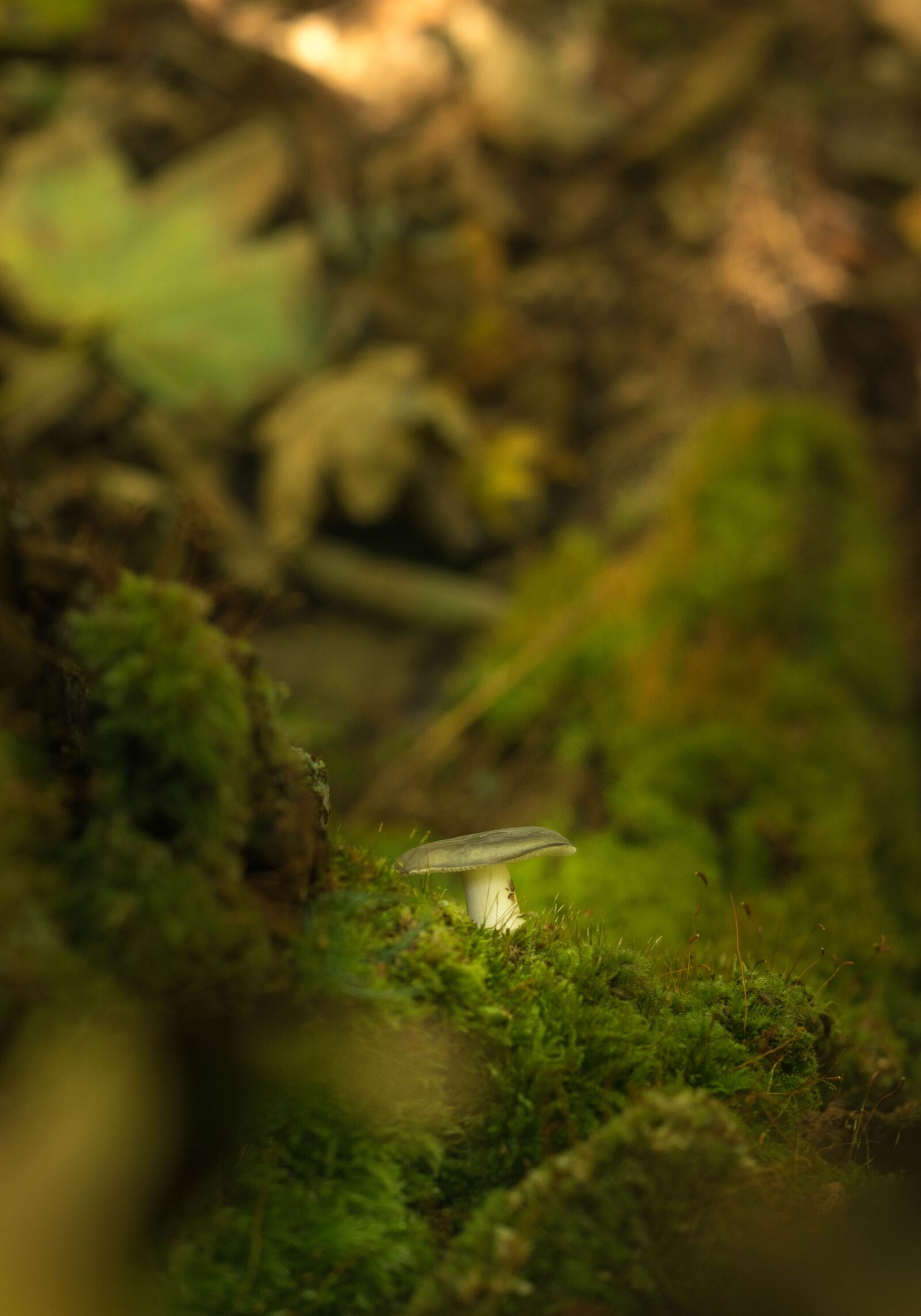 Pentax smc DA 50mm F1.8 sample photo. Mushroom, nature, outdoor photography