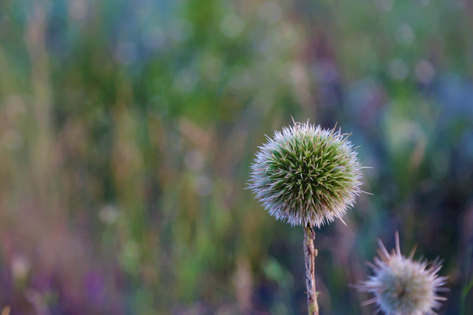 Canon EF 24-105mm F4L IS USM sample photo. Dea, flower, plant photography