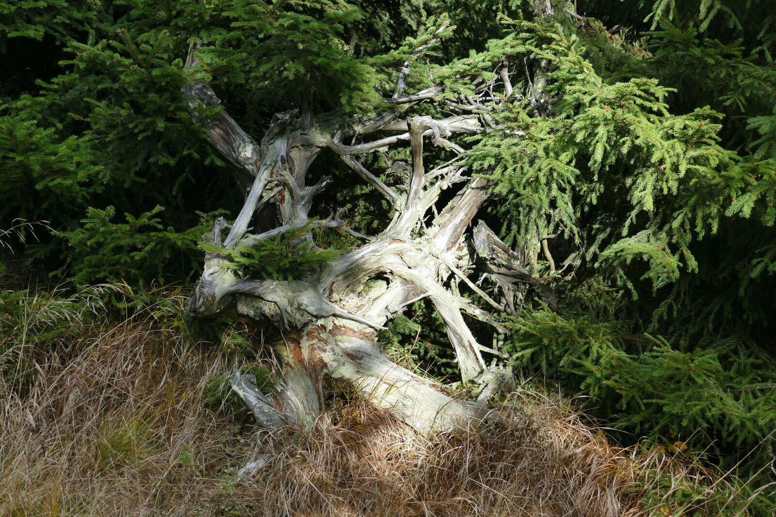 Panasonic Lumix DMC-FZ1000 sample photo. Root, nature, forest photography