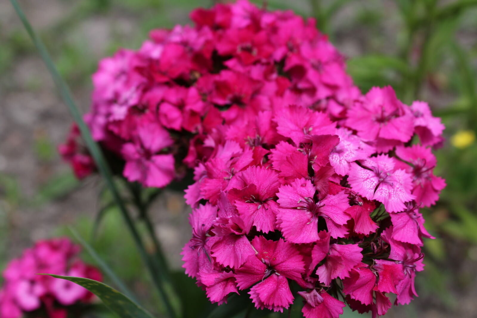 Canon EOS 1200D (EOS Rebel T5 / EOS Kiss X70 / EOS Hi) sample photo. Flower, flowers, nature photography
