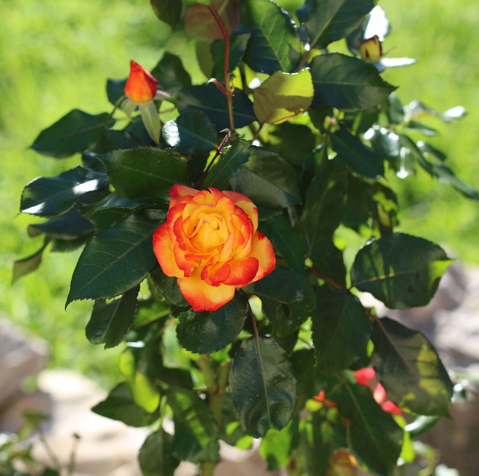Canon EOS 700D (EOS Rebel T5i / EOS Kiss X7i) sample photo. Bright, orange, yellow photography