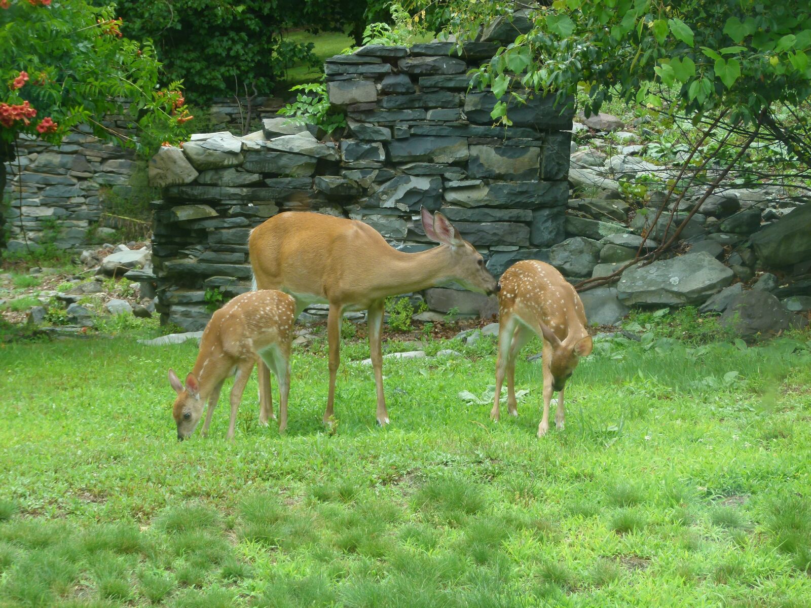 Panasonic Lumix DMC-FZ100 sample photo. Deer, fawn, white tailed photography