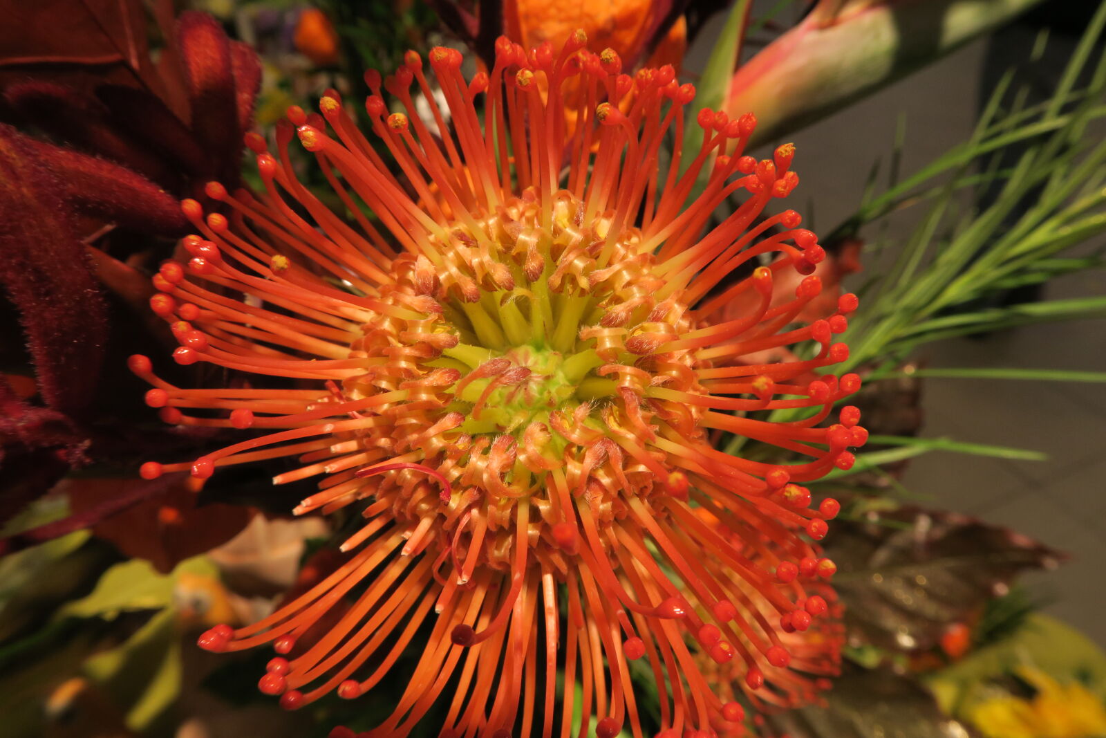 Canon PowerShot G7 X sample photo. Flora, flower, nature, orange photography