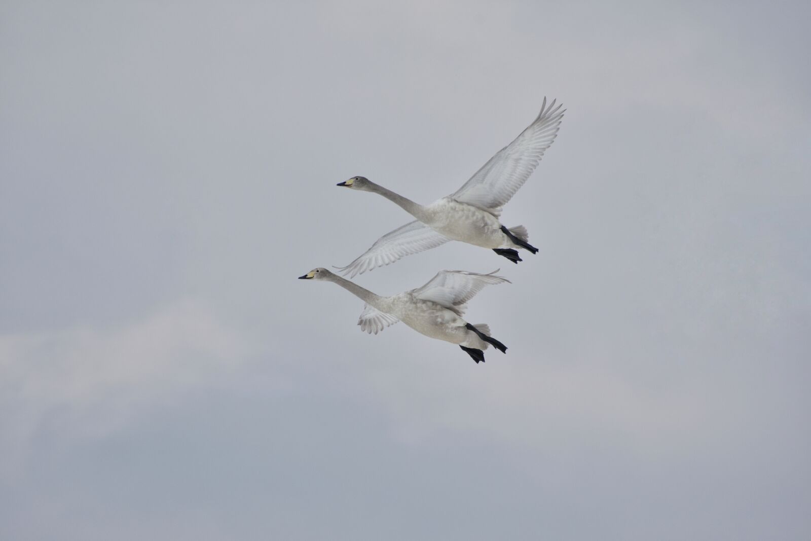 Nikon D7200 sample photo. Animal, sky, bird photography