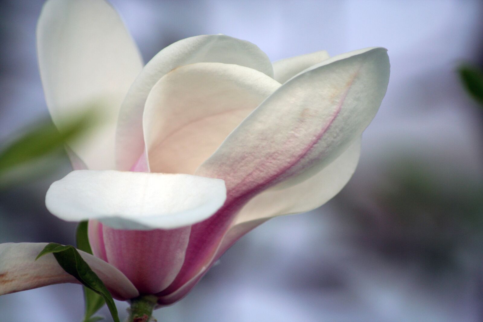 Canon EOS 350D (EOS Digital Rebel XT / EOS Kiss Digital N) sample photo. Magnolia, blossom, bloom photography