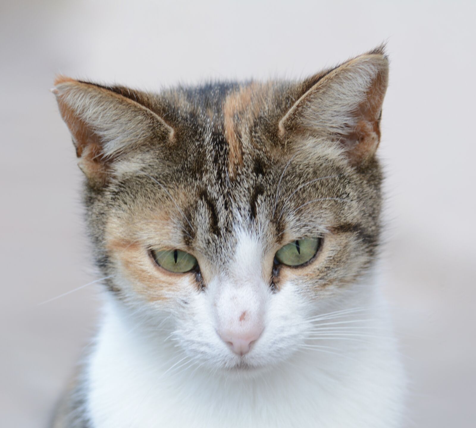 Nikon D7100 sample photo. Our, rescued, street photography