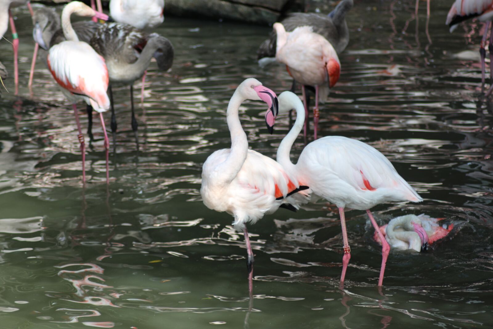 Canon EOS 1200D (EOS Rebel T5 / EOS Kiss X70 / EOS Hi) sample photo. Pelican, bird, zoo deep photography