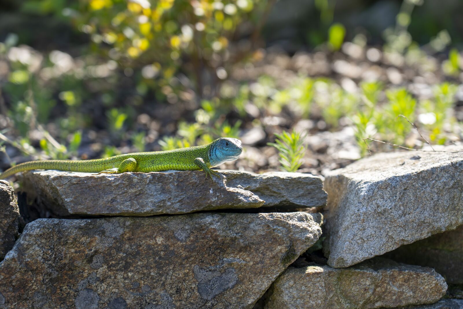 Sony FE 24-105mm F4 G OSS sample photo. The lizard, reptile, nature photography
