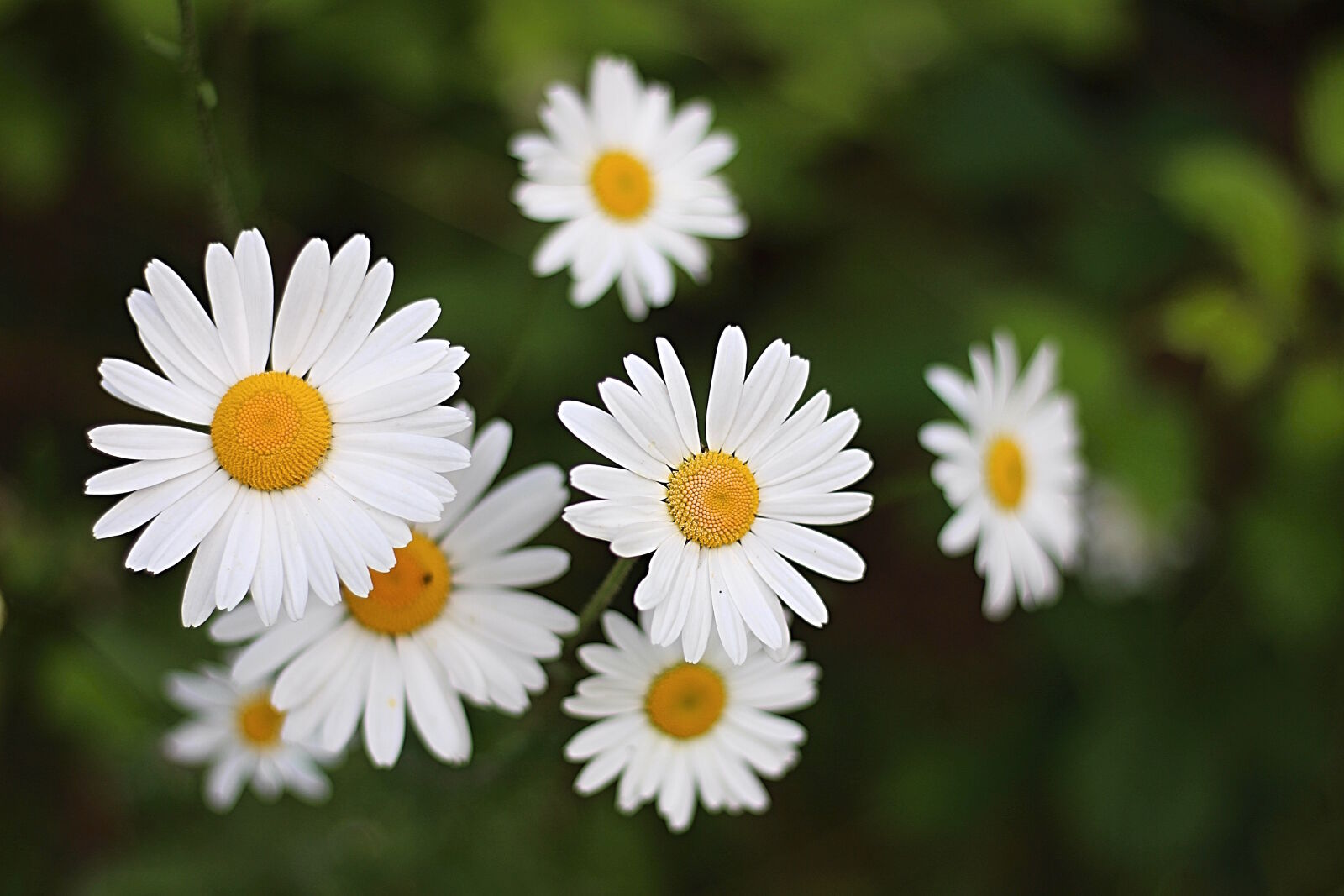 Canon EOS 700D (EOS Rebel T5i / EOS Kiss X7i) + Canon EF 50mm F1.8 STM sample photo. Beautiful, flowers, flowers, white photography