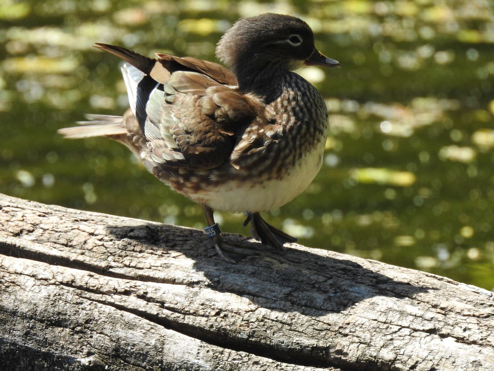 Nikon Coolpix P900 sample photo. Duck, bird, lake photography