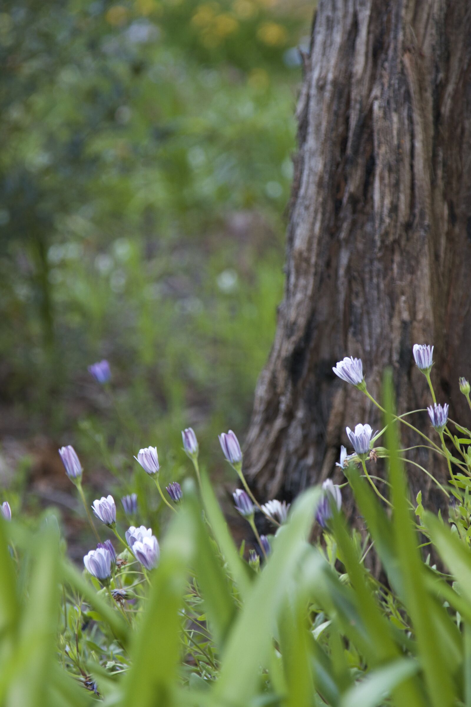 Canon EOS 7D sample photo. Tree, daisies, blurred background photography