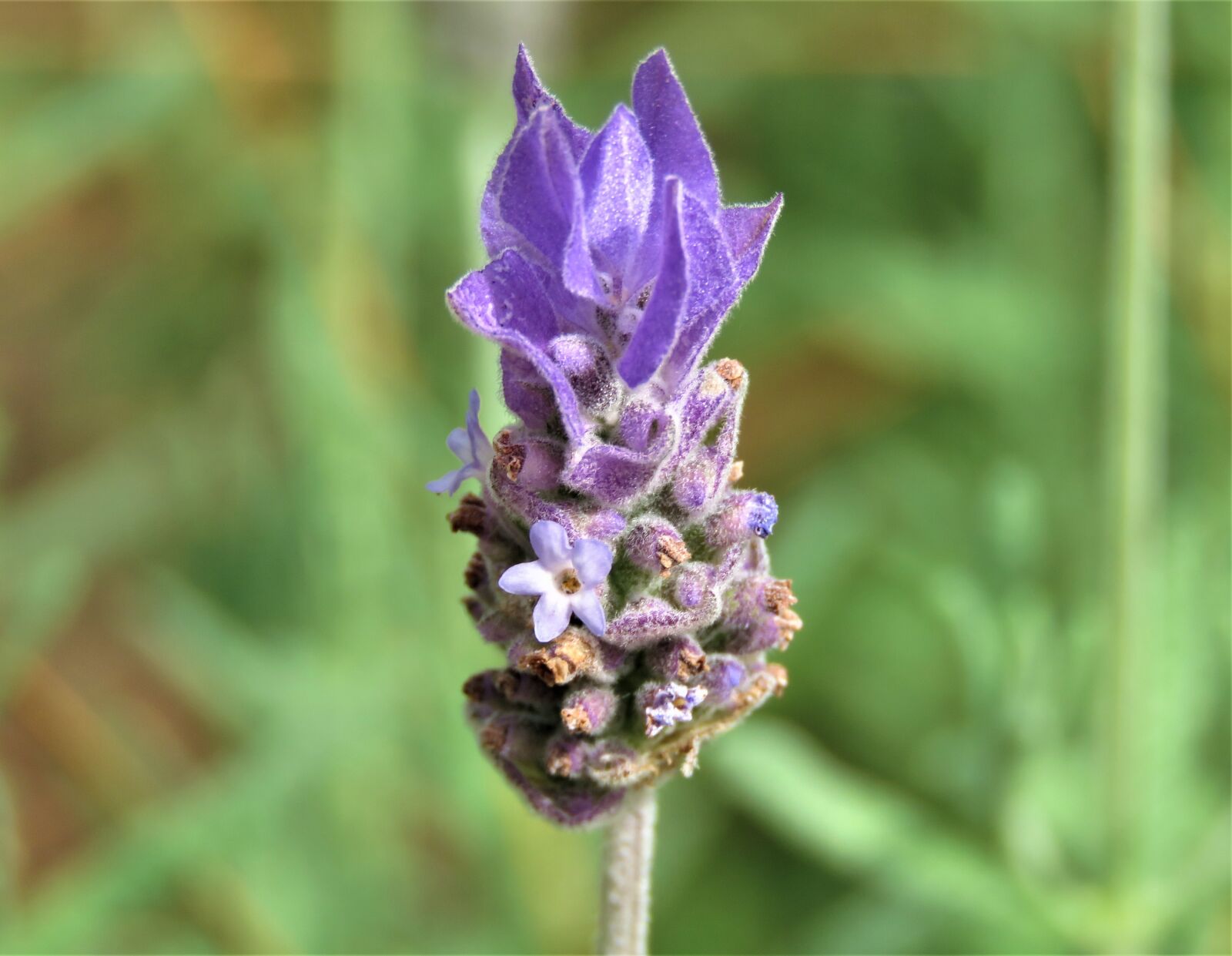 Canon PowerShot SX60 HS sample photo. Flower, nature, flora photography