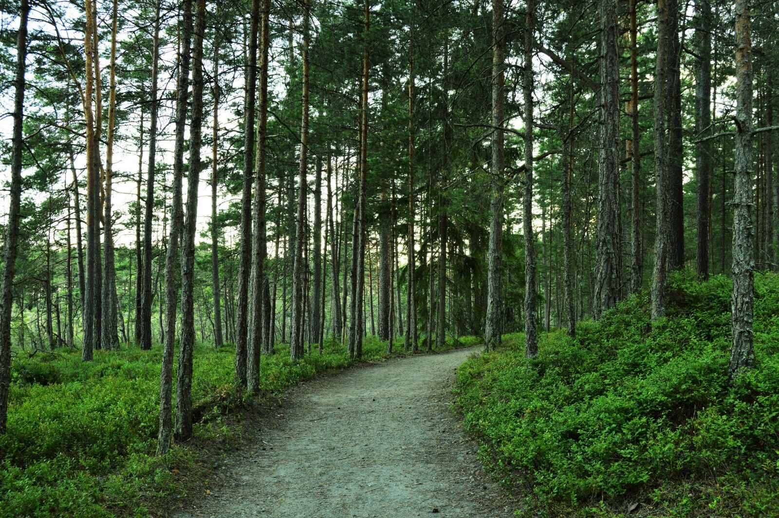 Nikon D3200 sample photo. Forest, green, nature, outdoors photography