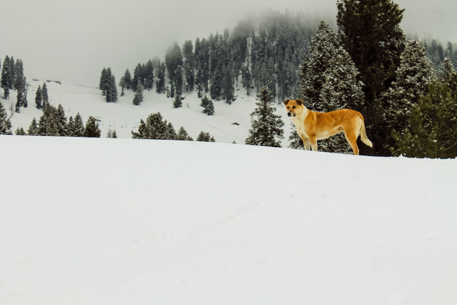 Canon EOS 1100D (EOS Rebel T3 / EOS Kiss X50) sample photo. Landscape, beautiful, swat photography