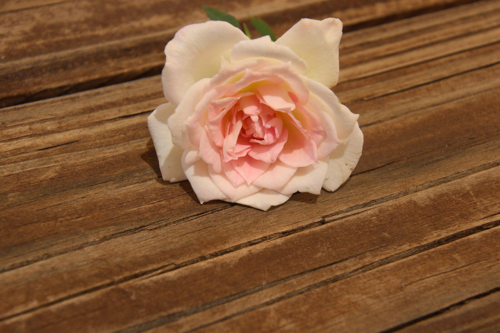 Canon EOS 7D Mark II sample photo. Background, garden, grow, nature photography