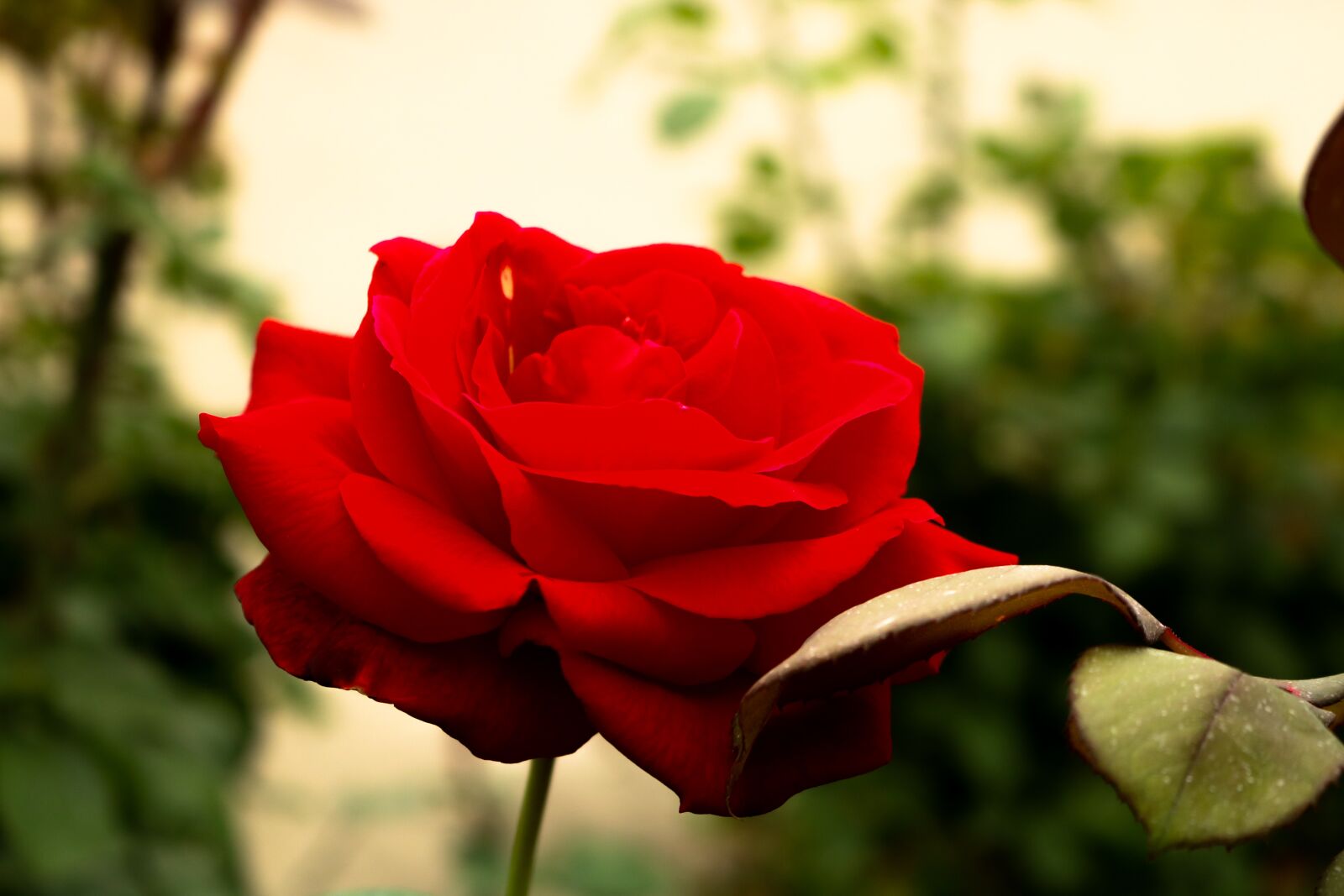 Canon EOS 750D (EOS Rebel T6i / EOS Kiss X8i) sample photo. Rose, red, petal photography